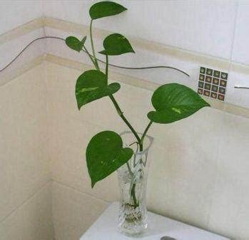 廁所放的植物 陰唇上有痣